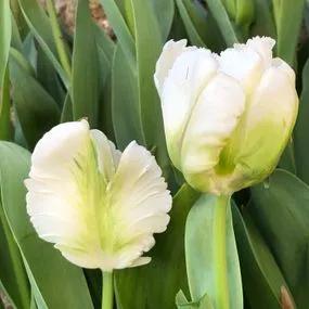 White Rebel Tulip (Tulipa White Rebel) Img 1